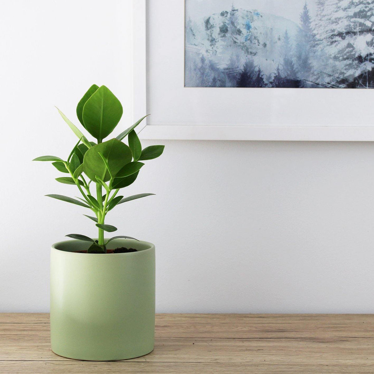 Kali Pot Green - 14cm