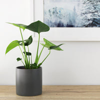 Kali Pot Charcoal - 14cm