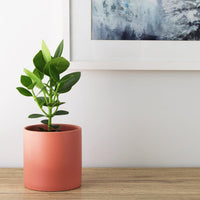 Kali Pot Pink - 14cm