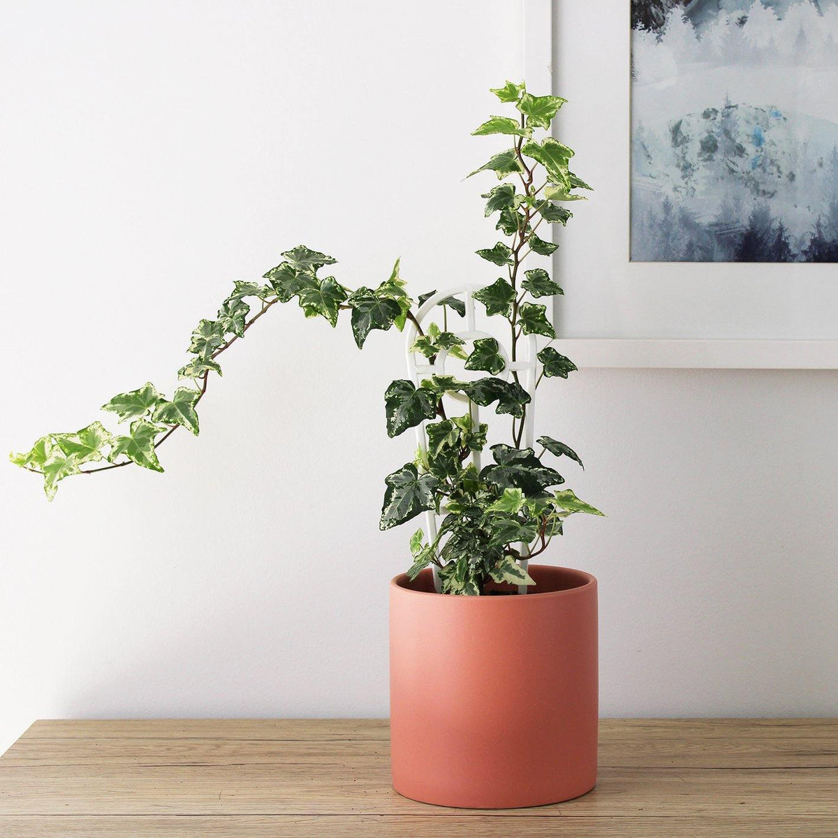 Kali Pot Pink - 14cm