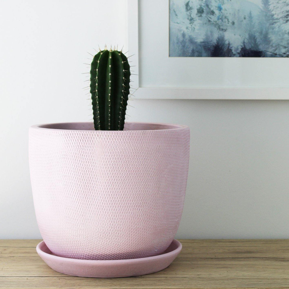 Neobuxbaumia Polylopha - 19cm