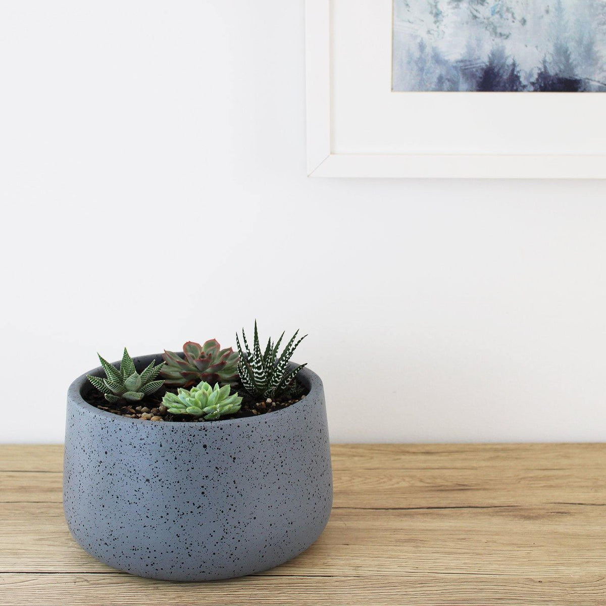 Circular Pot Grey & Succulent - 19cm