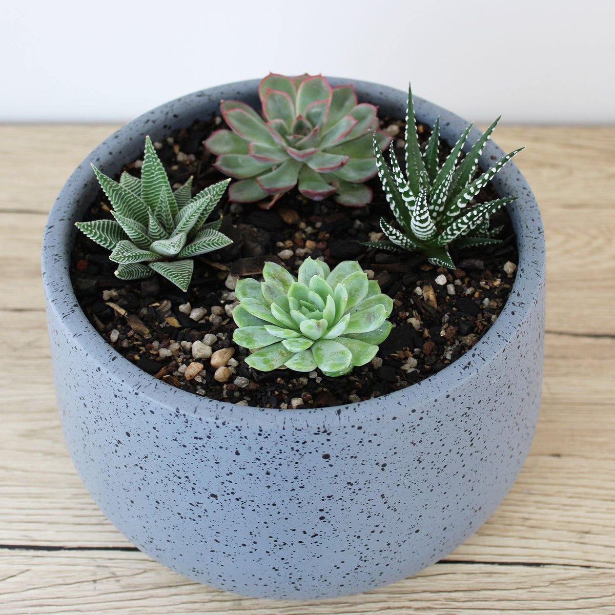 Circular Pot Grey & Succulent - 19cm