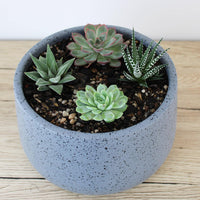 Circular Pot Grey & Succulent - 19cm