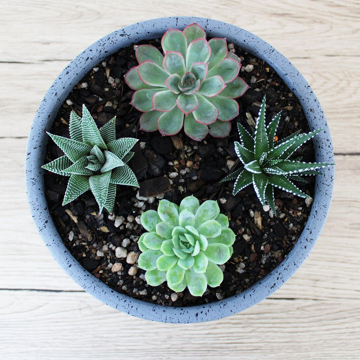 Circular Pot Grey & Succulent - 19cm