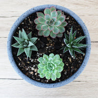 Circular Pot Grey & Succulent - 19cm