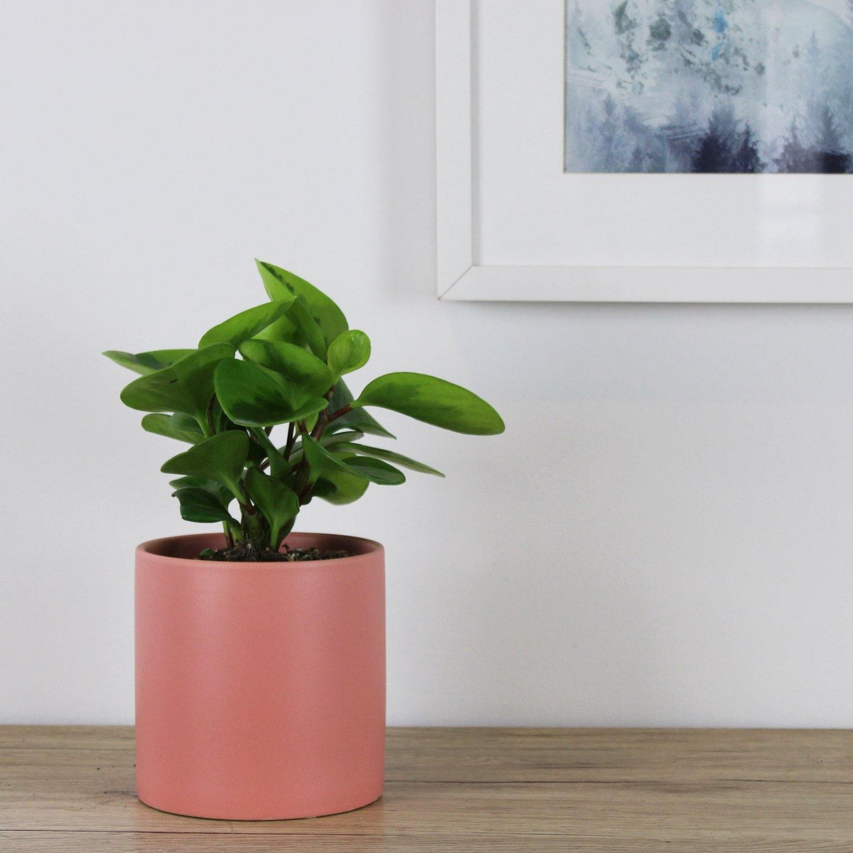 Kali Pot Pink - 14cm