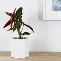 Kali Pot White - 14cm
