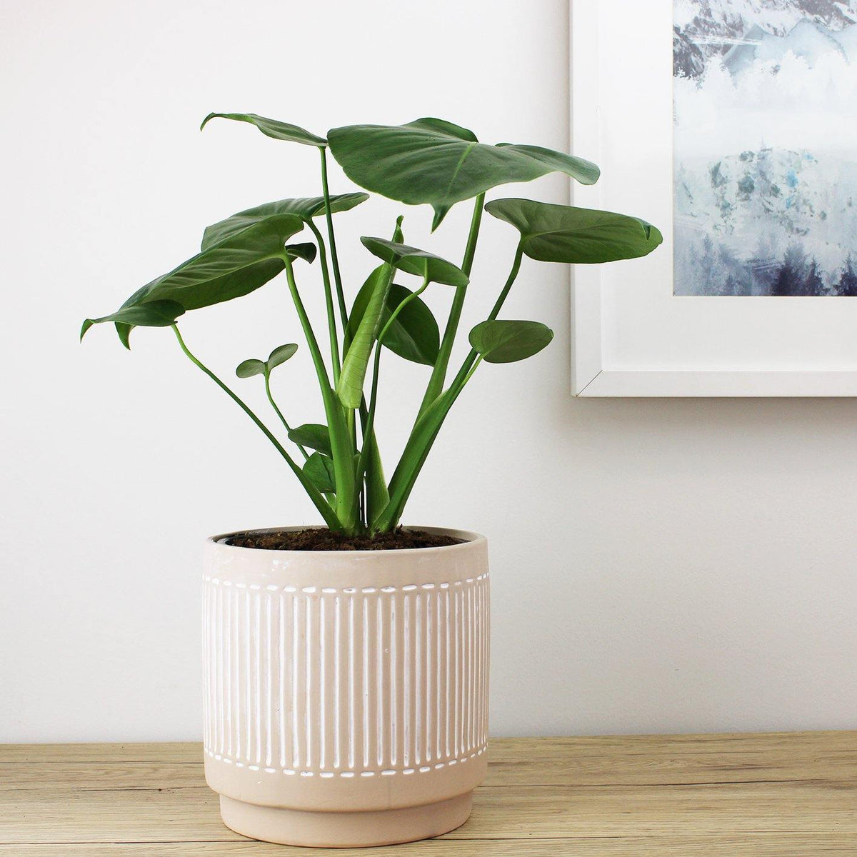 Sahara Pot - 18cm