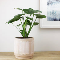 Sahara Pot - 18cm