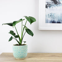 Monstera Deliciosa Fruit Salad Plant - 13cm