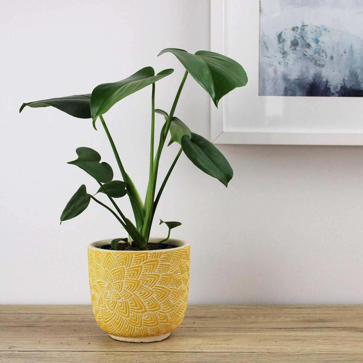 Monstera Deliciosa Fruit Salad Plant - 13cm