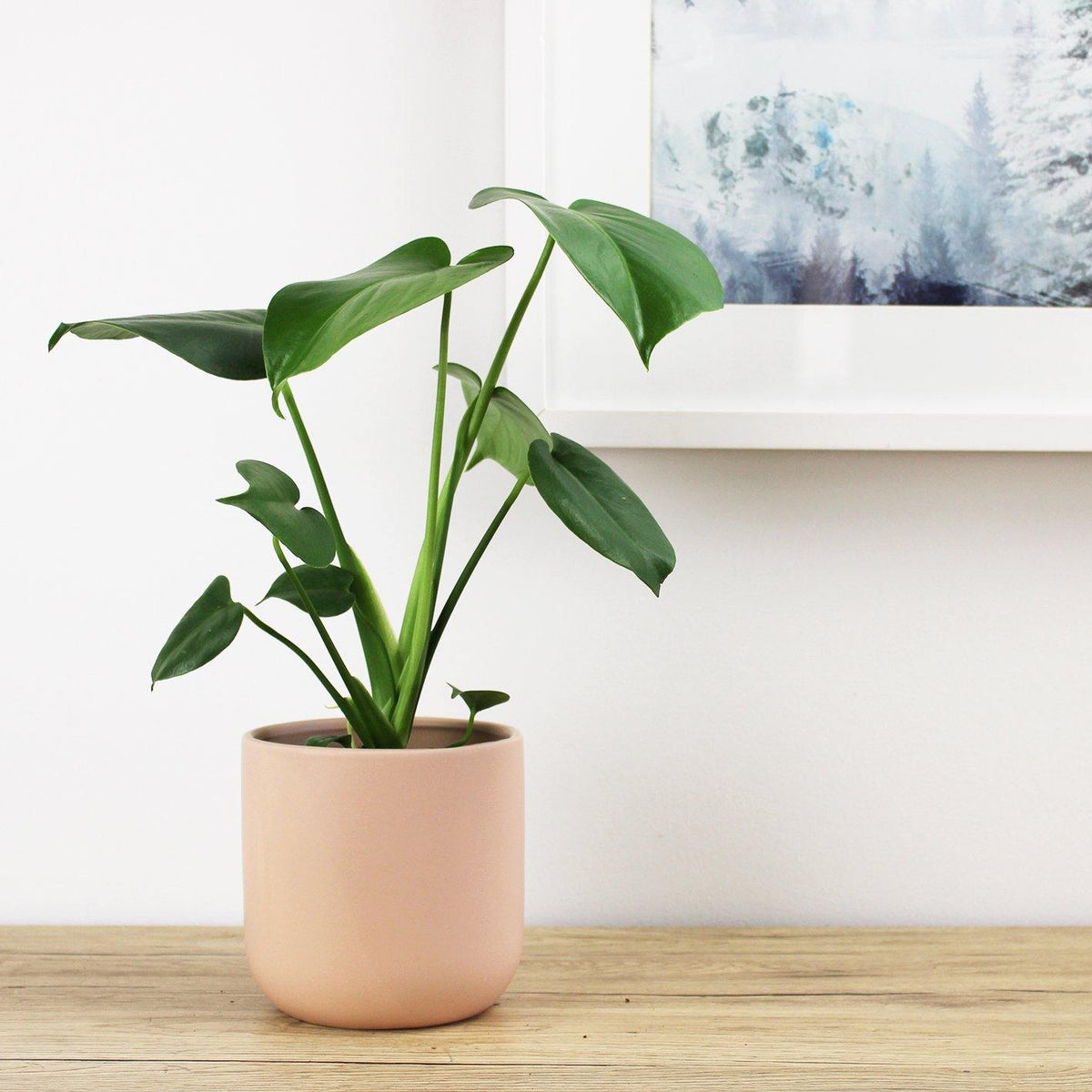 Monstera Deliciosa Fruit Salad Plant - 13cm