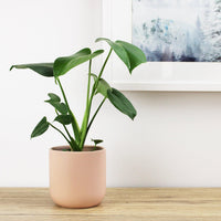 Monstera Deliciosa Fruit Salad Plant - 13cm