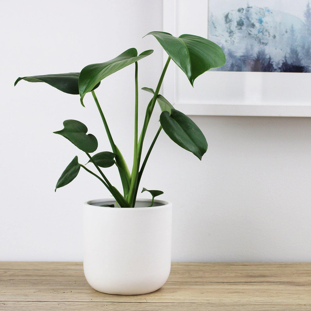 Monstera Deliciosa Fruit Salad Plant - 13cm