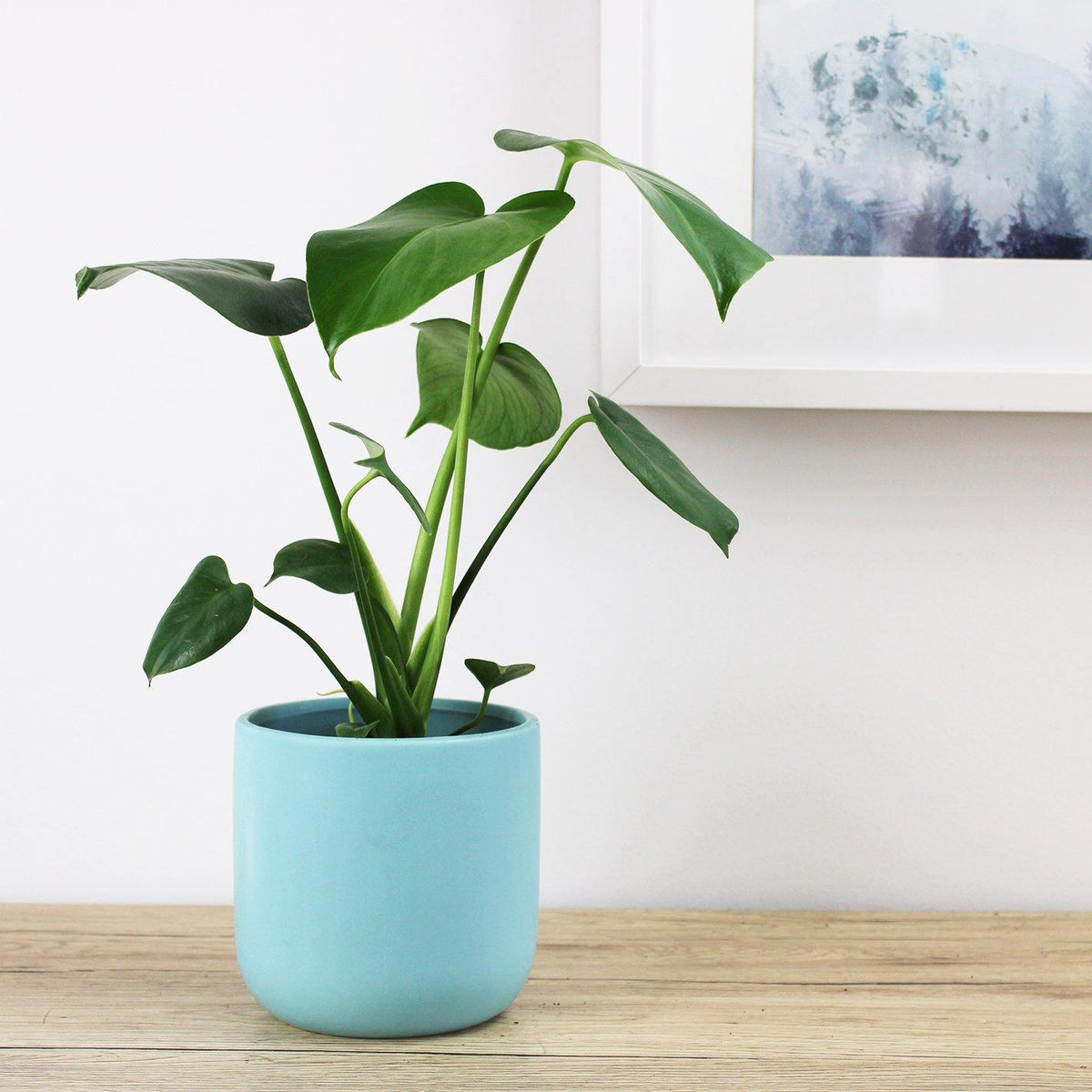 Monstera Deliciosa Fruit Salad Plant - 13cm