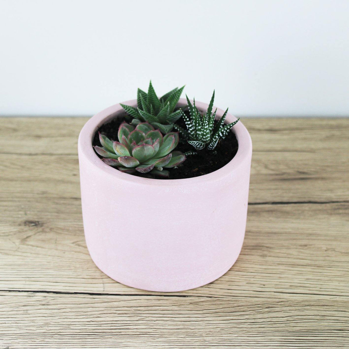 Succulent: Aloe & Skyla Pot Pink - 13cm