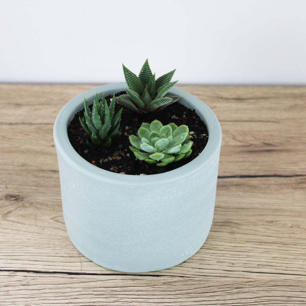 Succulent: Aloe & Skyla Pot Mint - 13cm