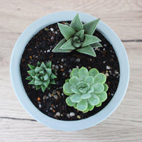 Succulent: Aloe & Skyla Pot Mint - 13cm