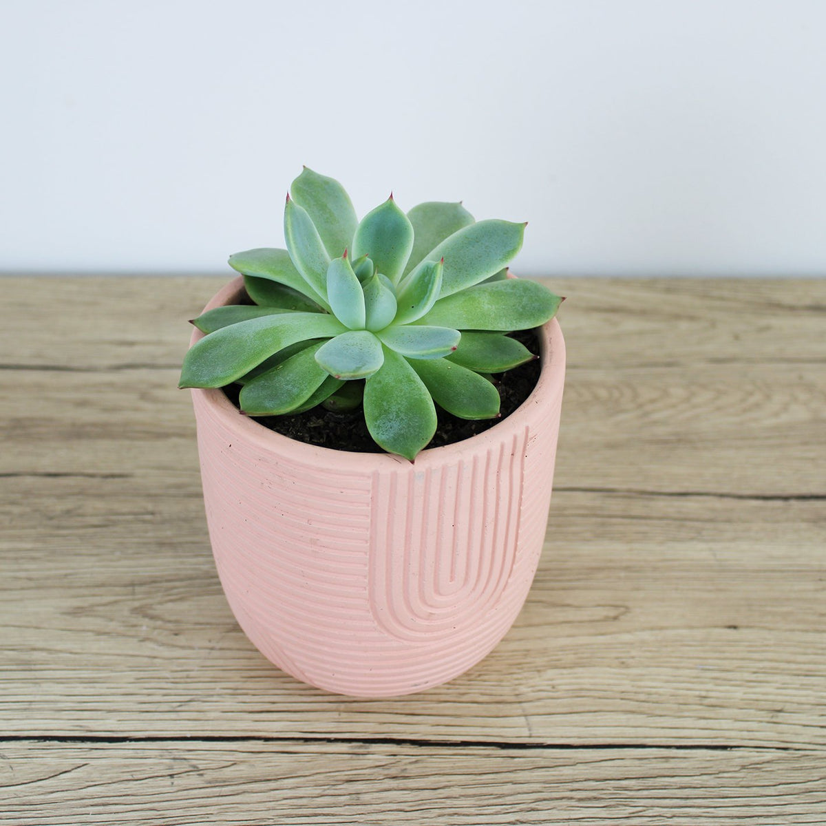 Rainbow Pot Pink - 12cm