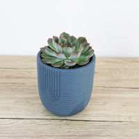 Rainbow Pot Navy - 12cm