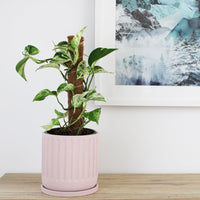 Asher Pot Pink - 18cm
