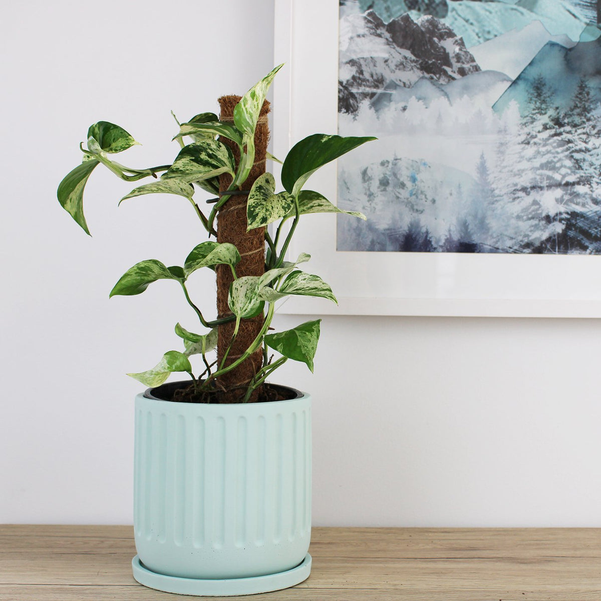 Asher Pot Mint - 18cm