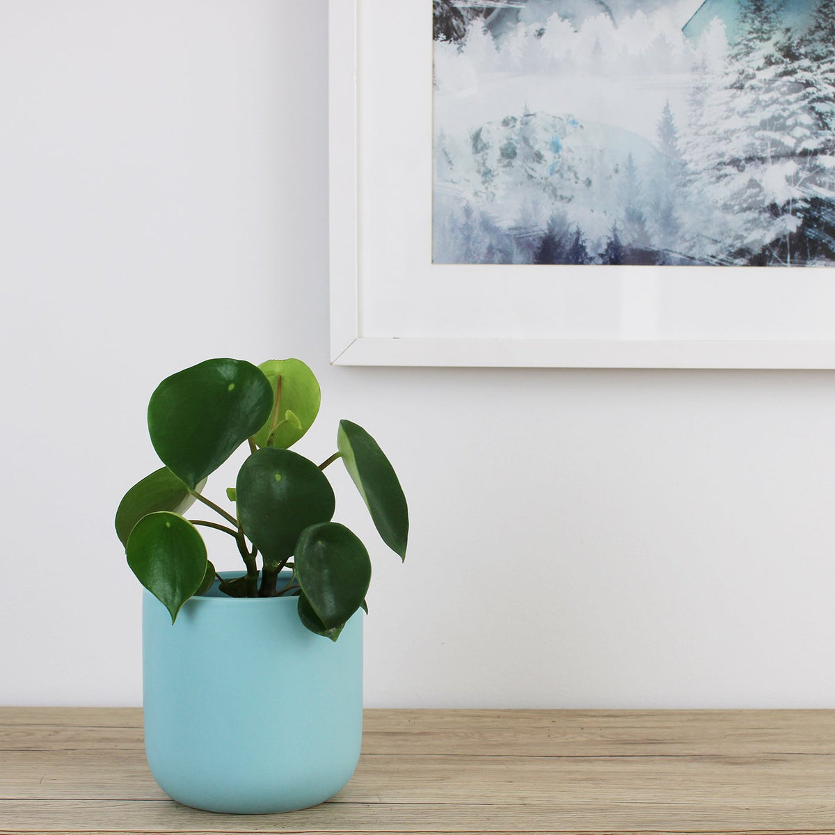 Peperomia Polybotrya Raindrop - 13cm