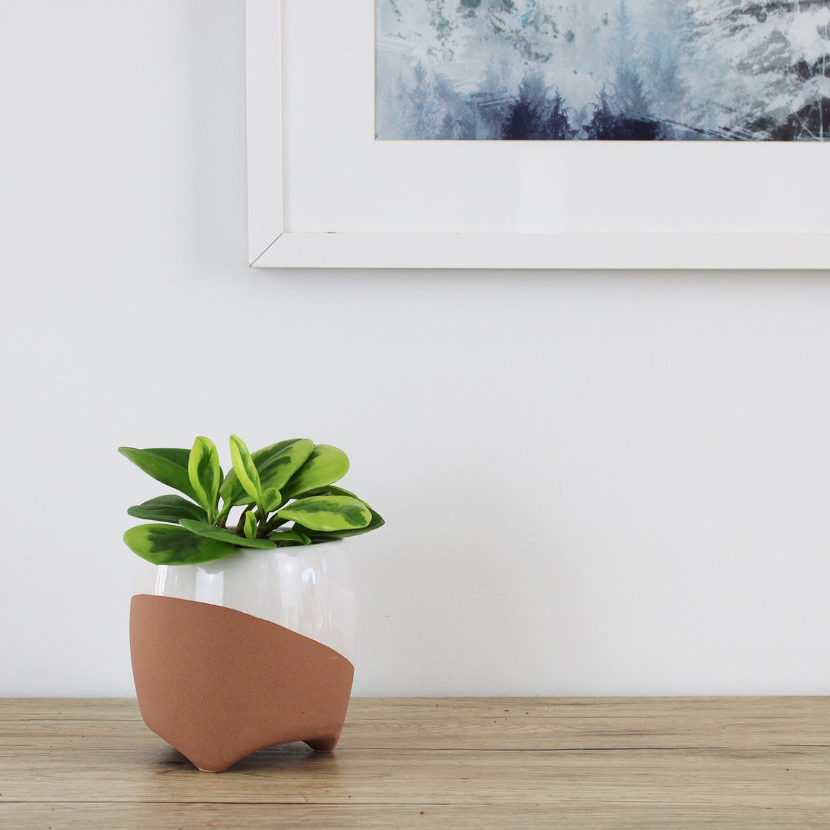 Peperomia Obtusfolia Lemon & Lime - 9.5cm