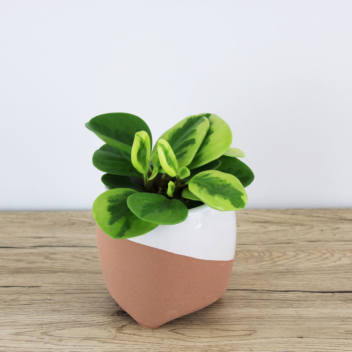 Peperomia Obtusfolia Lemon & Lime - 9.5cm