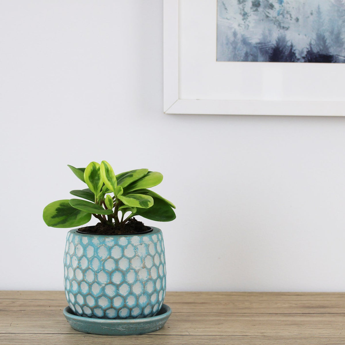 Peperomia Obtusfolia Lemon & Lime - 9.5cm