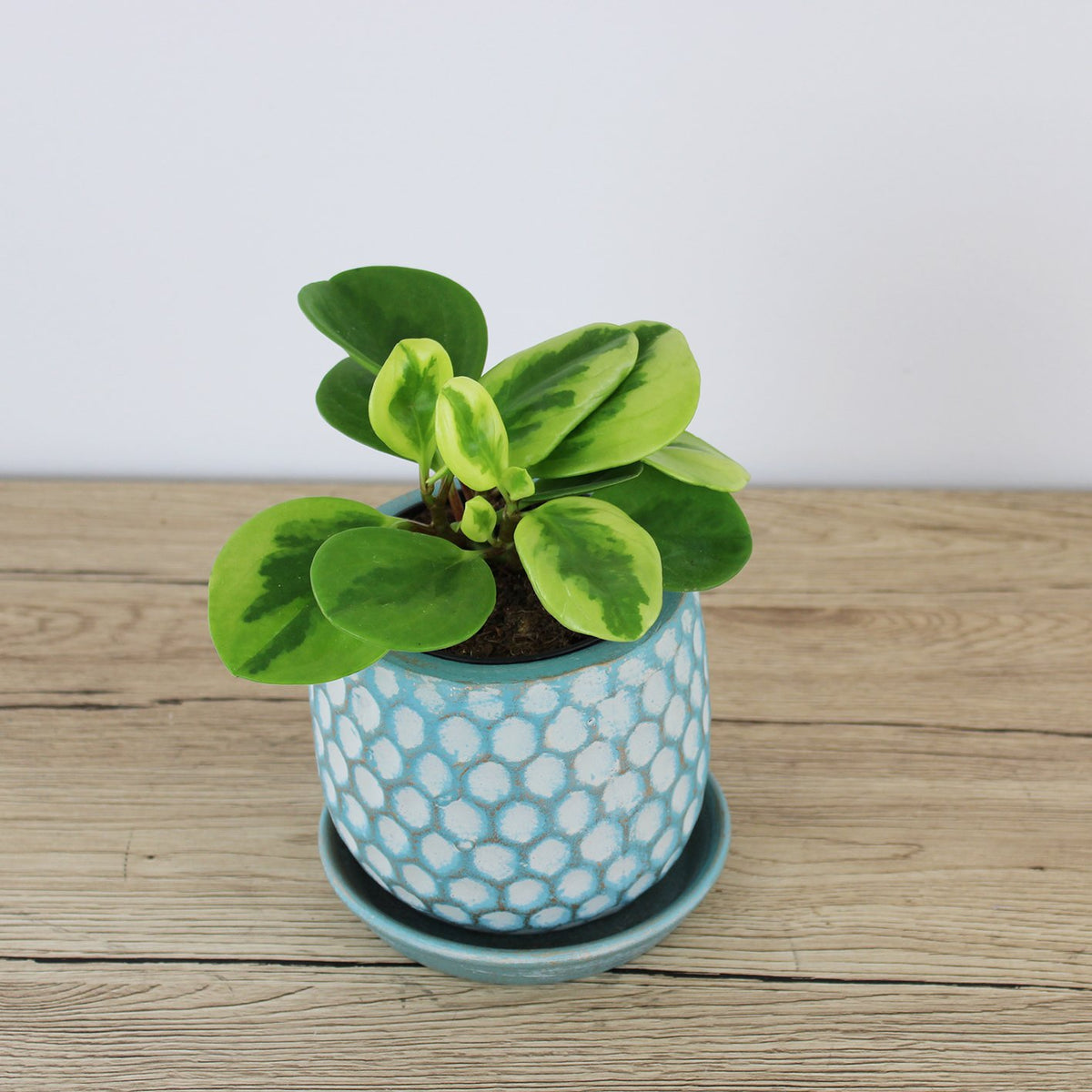 Peperomia Obtusfolia Lemon & Lime - 9.5cm