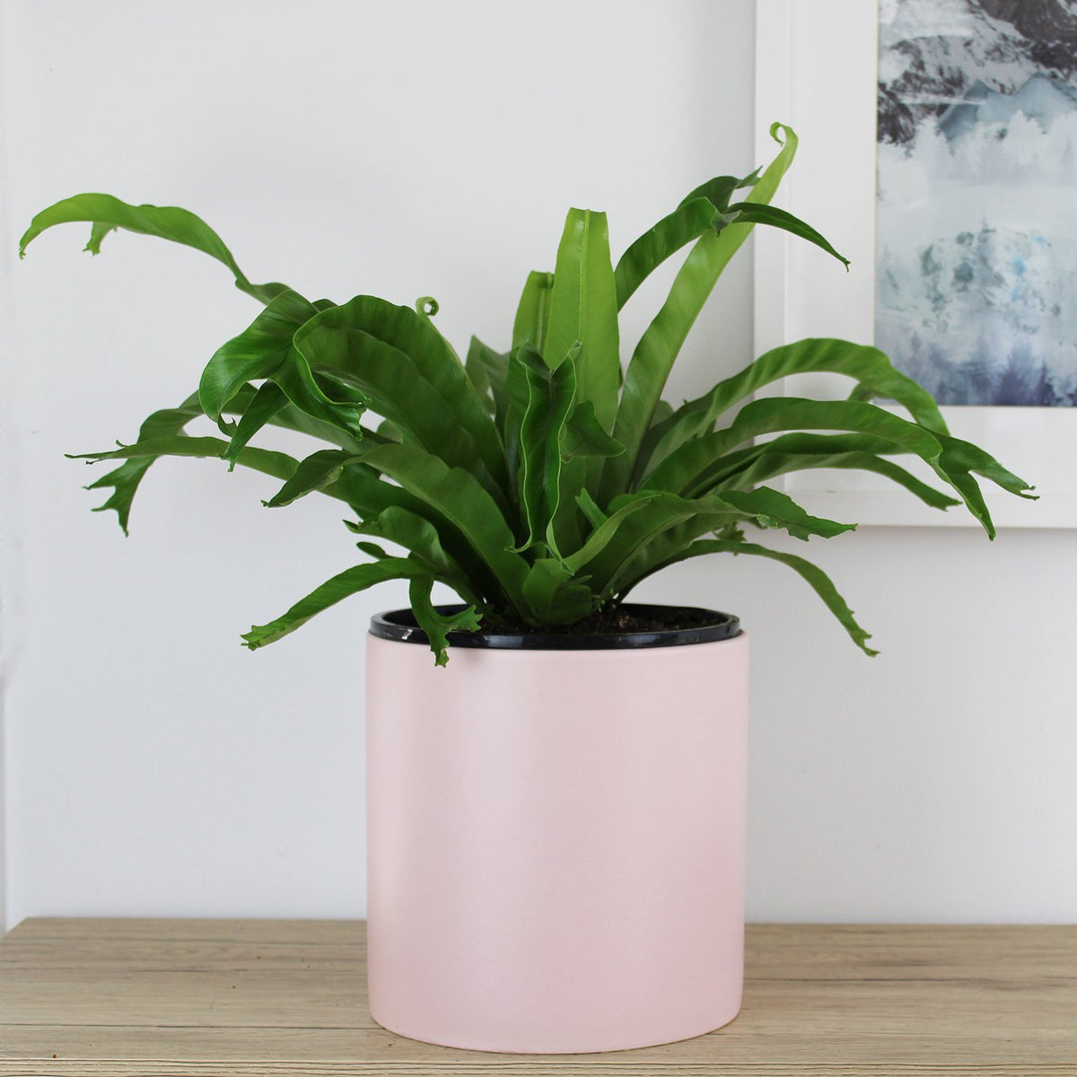 Kali Pot Pink - 21cm