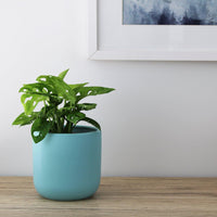 Monstera Monkey Mask - 12cm