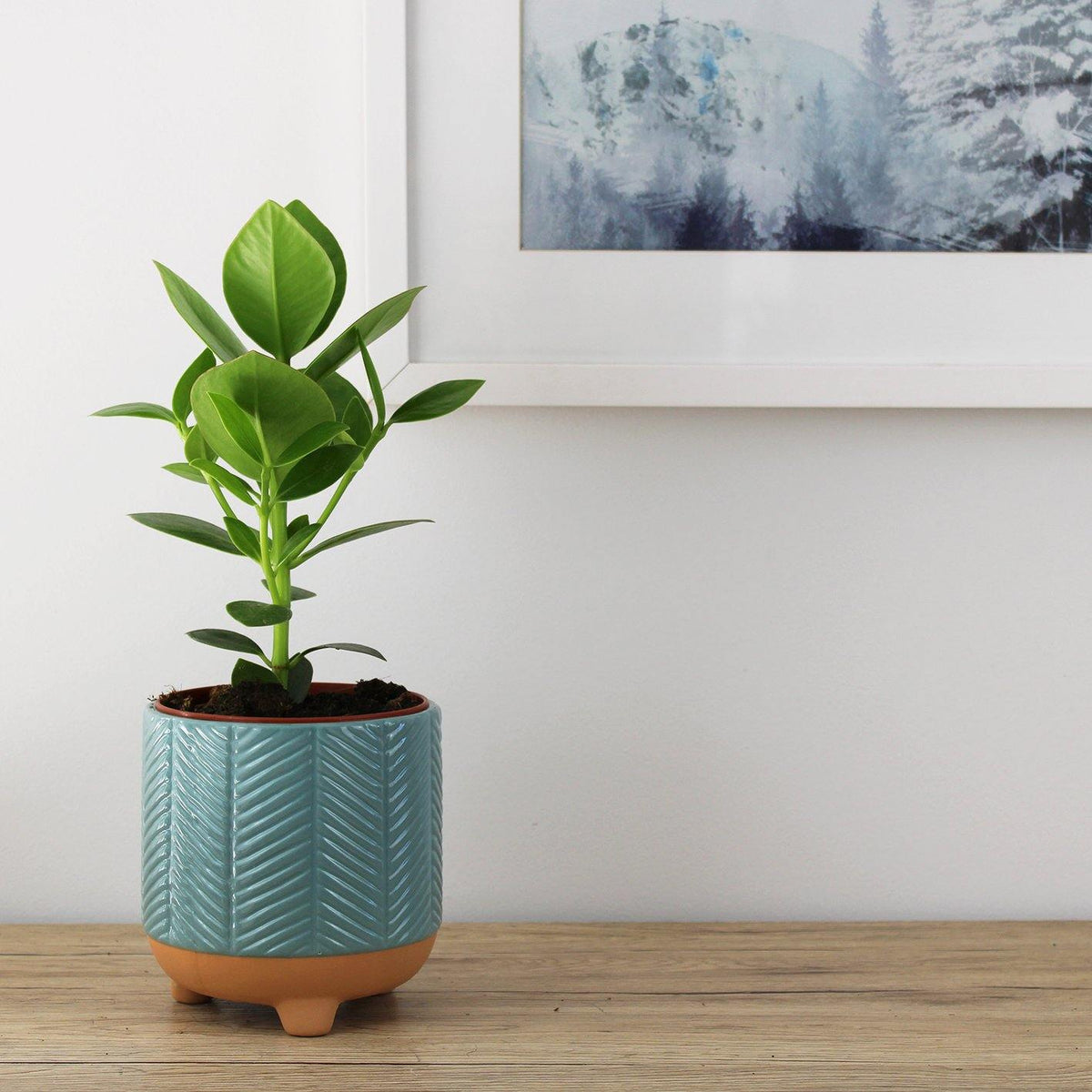 Ava Pot Turquoise - 13cm