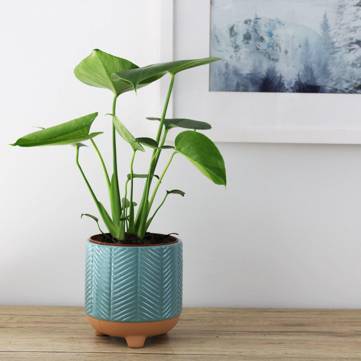 Ava Pot Turquoise - 13cm