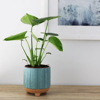 Ava Pot Turquoise - 13cm