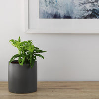 Monstera Monkey Mask - 12cm