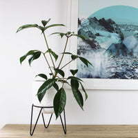 Terrzo Pot with Stand - 20cm