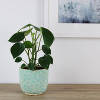 Peperomia Polybotrya Raindrop - 13cm