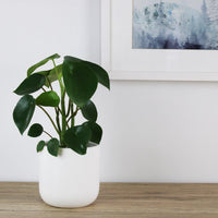 Peperomia Polybotrya Raindrop - 13cm