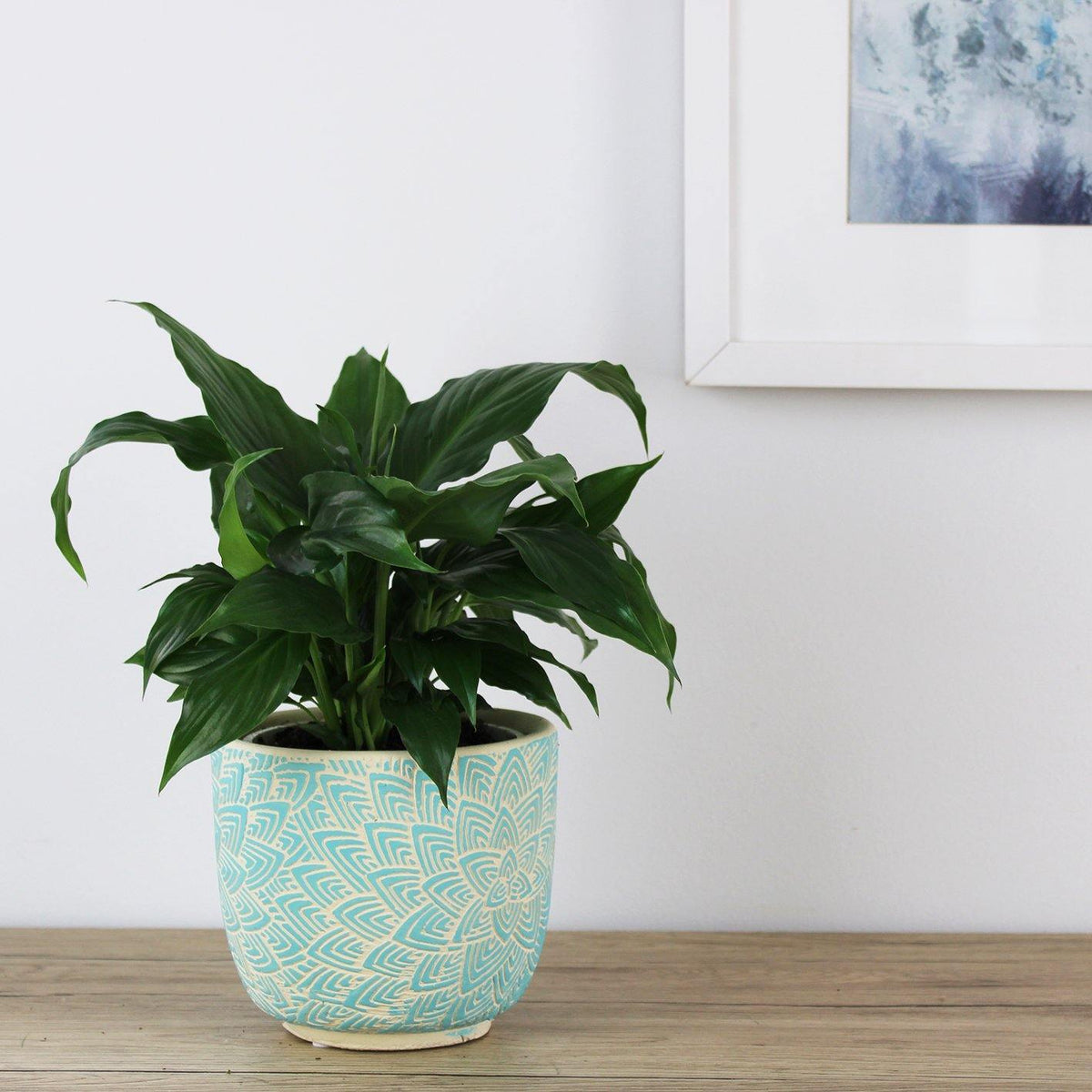 Spathiphyllum Wallisii Peace Lily - 13cm