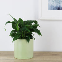 Spathiphyllum Wallisii Peace Lily - 13cm