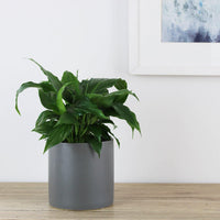 Spathiphyllum Wallisii Peace Lily - 13cm