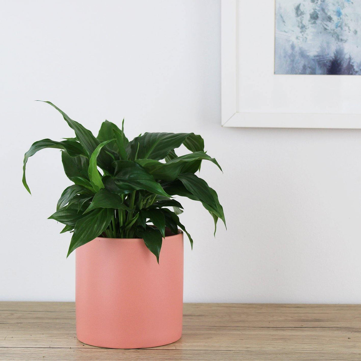 Spathiphyllum Wallisii Peace Lily - 13cm