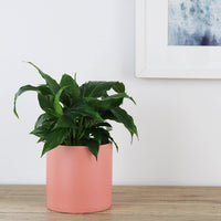 Spathiphyllum Wallisii Peace Lily - 13cm