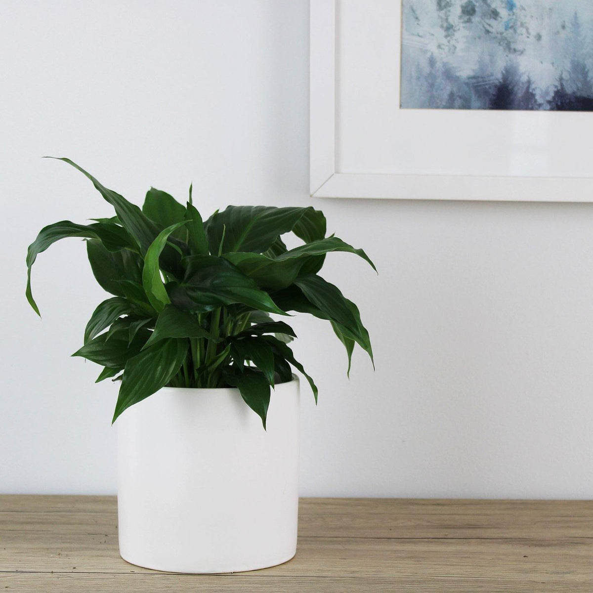 Spathiphyllum Wallisii Peace Lily - 13cm