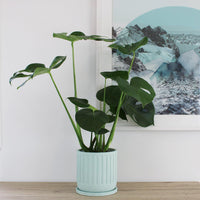 Asher Pot Mint - 18cm