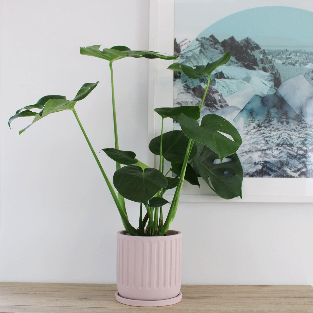 Asher Pot Pink - 18cm