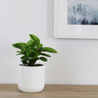 Peperomia Obtusifolia - 12cm